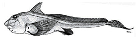 Hydrolagus pallidus_clave